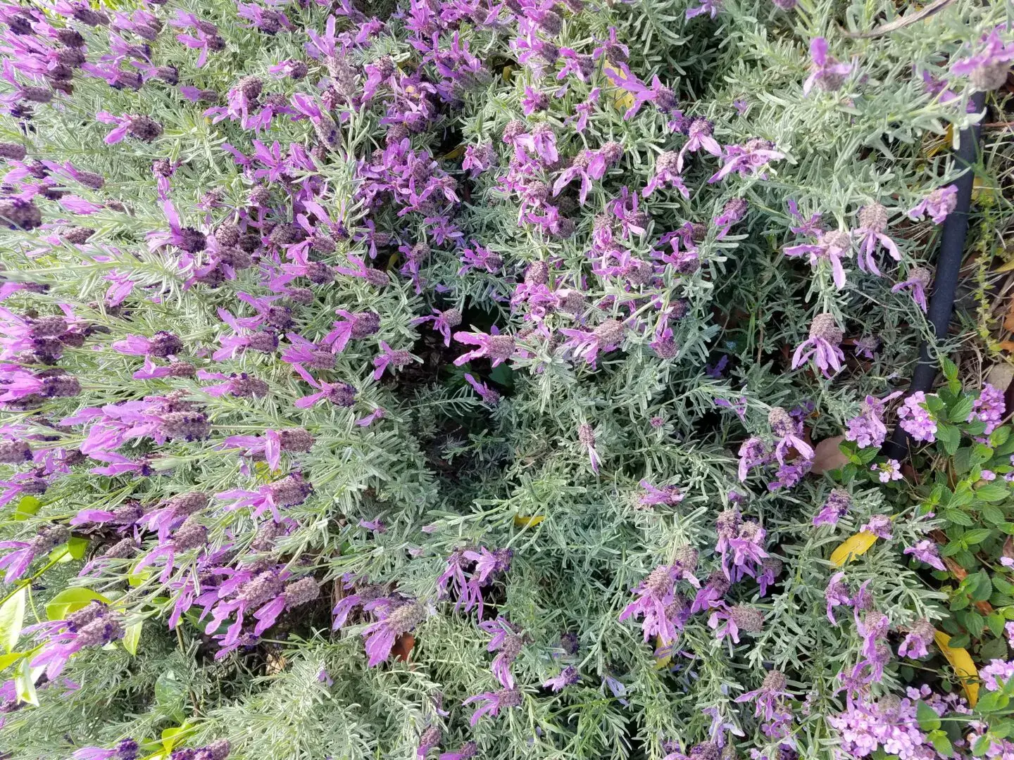 A close up of purple flowers in the grass.