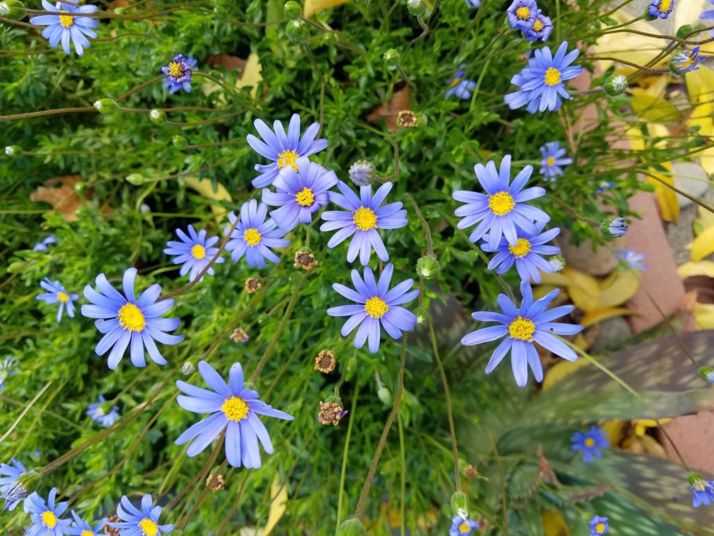 A close up of some blue flowers with yellow centers