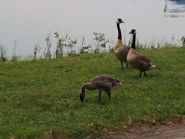 Three geese are standing on the grass at Paris Landing