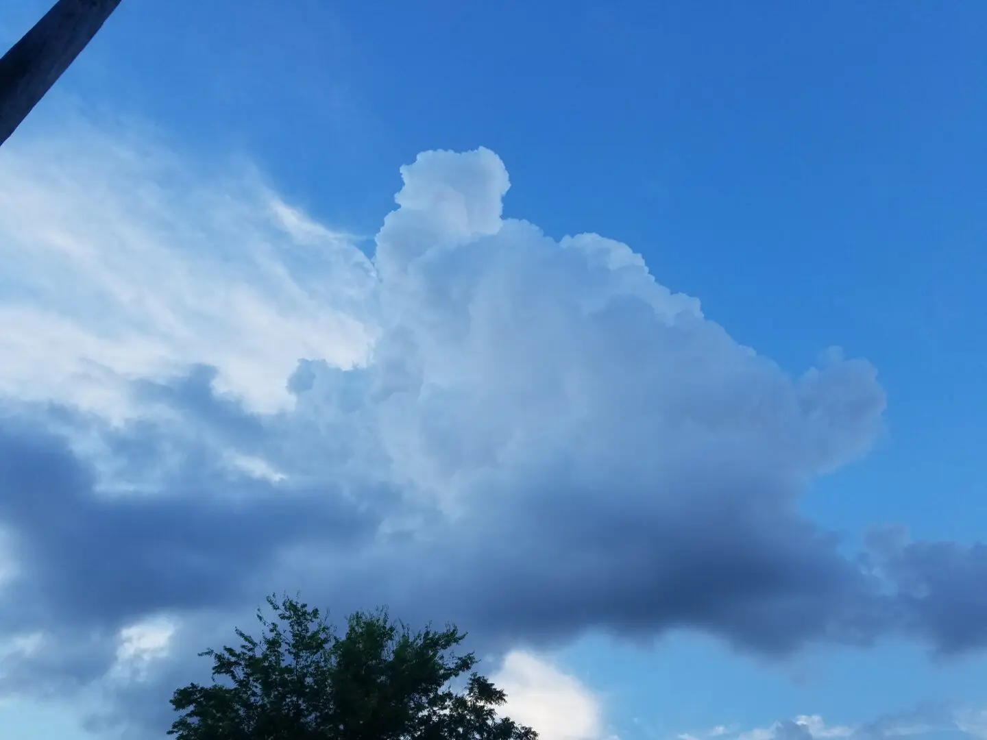 A tree and some clouds in the sky