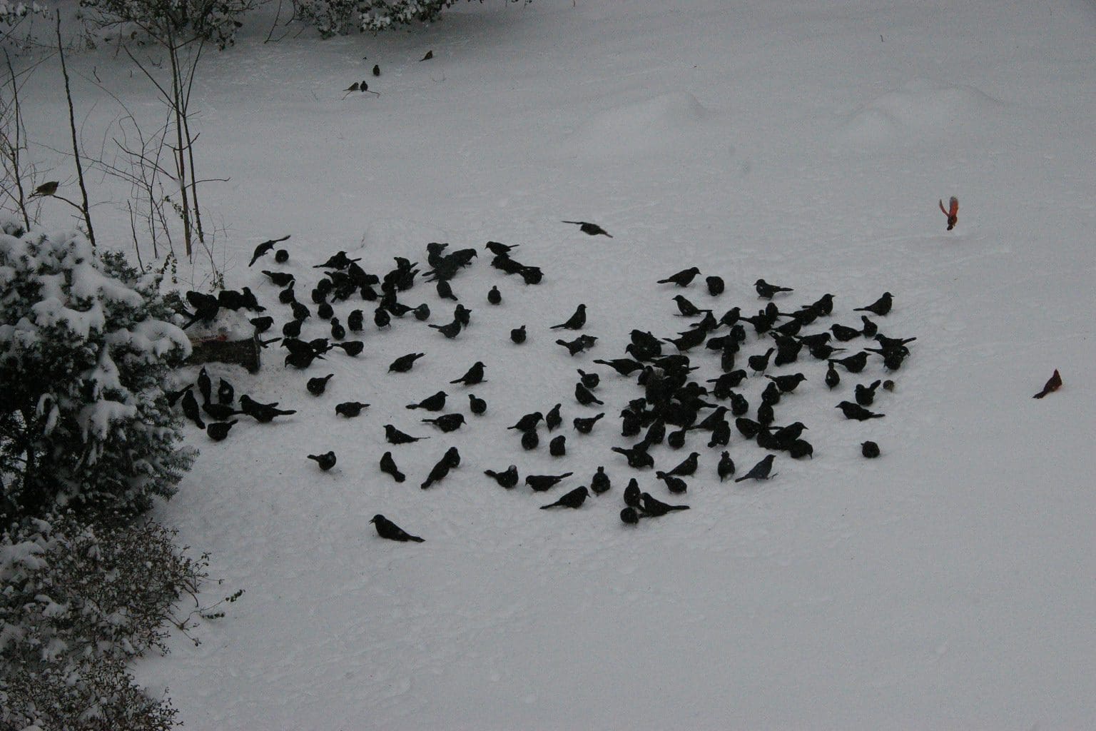 Blackbirds come in from Henry, TN when the snow falls.
