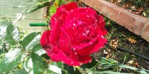 A rose is a rose...