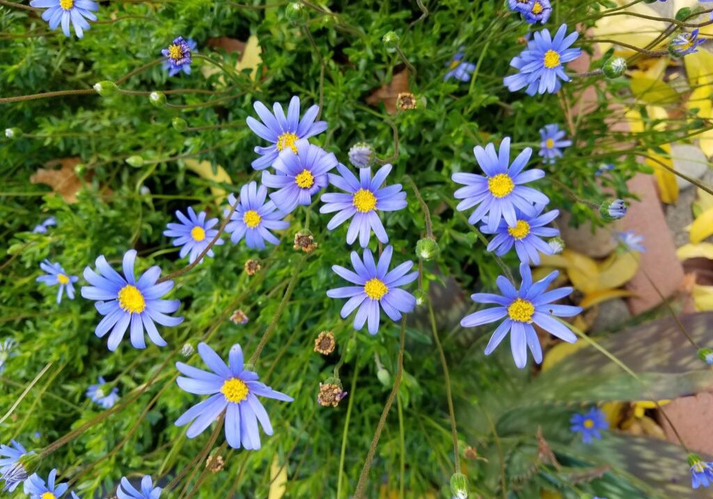 A close up of some blue flowers with yellow centers