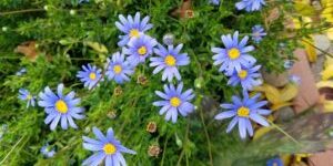 A close up of some blue flowers with yellow centers