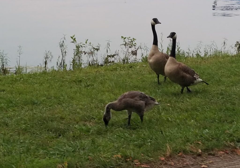 Three geese are standing on the grass at Paris Landing